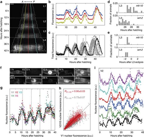 Oscillatory Gene Expression A Kymograph Of Mlt 10 Expression Along