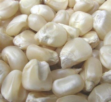 Kilogram Bags Fresh And Natural White Corn With Health Benefits At