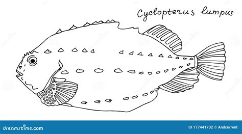 Lumpfish Black Hand Drawn Realistic Outline Vector Image
