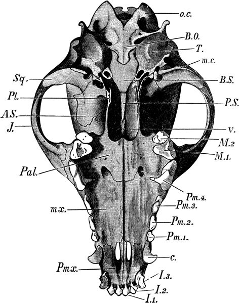 Dog Skull | ClipArt ETC