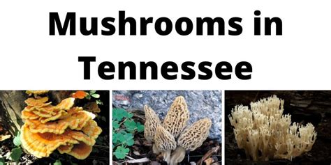 A Comprehensive List Of Common Wild Mushrooms In Tennessee