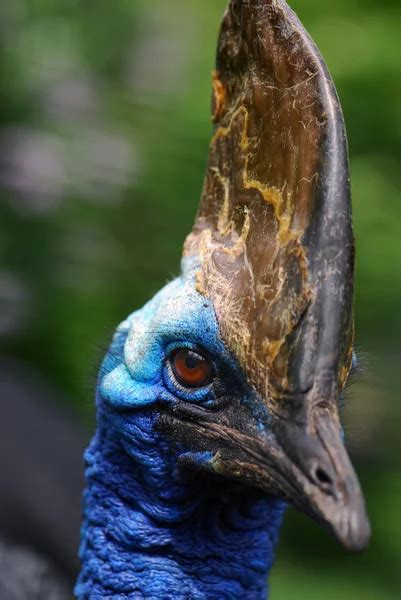 Southern Cassowary Casuarius Casuarius Ratite Bird Close Up View Native To Papua New Guinea