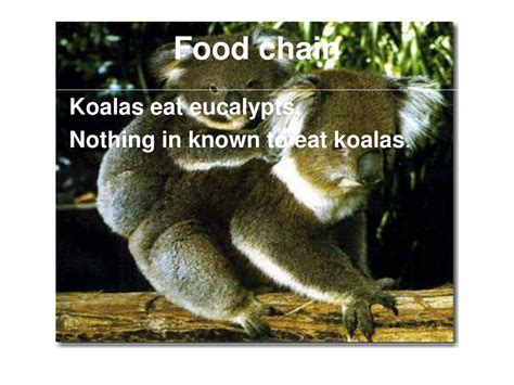 Koala Food Chain Diagram