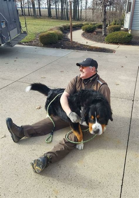 20 photos touchantes où chiens et livreurs sont ravis de faire