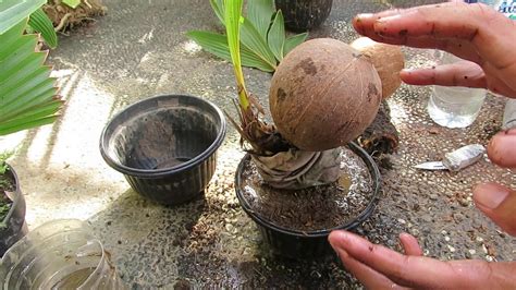 Cara Mudah Memindahkan Bonsai Kelapa Media Air Ke Media Tanah Youtube