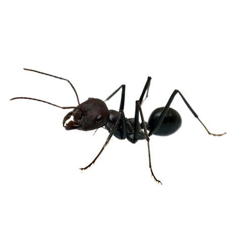 Six Types Of Ants Youll Find Around Your Home