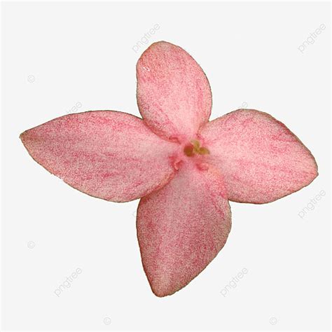 Pink Ashoka Flower Pink Ashoka Asoka Png Transparent Clipart Image