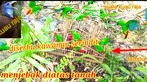 DIATAS TANAH MENJEBAK BURUNG SERINDIT LANGSUNG DI SERBU SEPERTI HUJAN