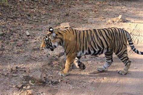 Ranthambore National Park one of the famous wildlife sanctuary in india ...