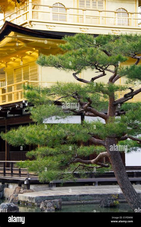 Detail of the peaceful Golden Pavilion or Kinkakuji temple garden in Kyoto, Japan Stock Photo ...