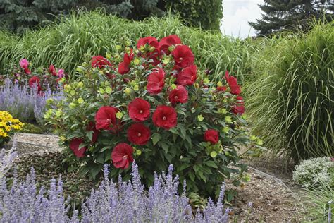 Summerific® Cranberry Crush Rose Mallow Hibiscus Hybrid Proven