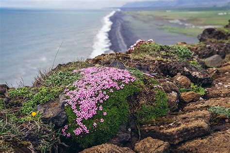 How To Grow Creeping Thyme Thymus Praecox Gardeners Path