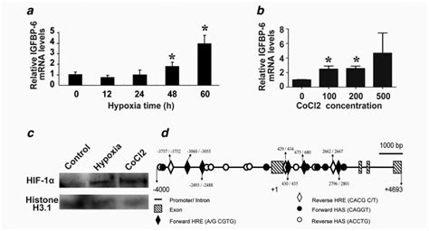 Hypoxia Up Regulates Igfbp Gene Expression In Cultured Human