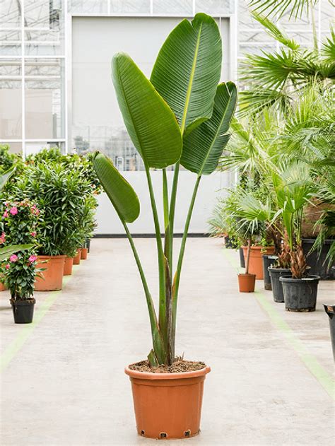 Strelitzia Nicolai 220 Cm Terrapalme Heim Und Gartenshop