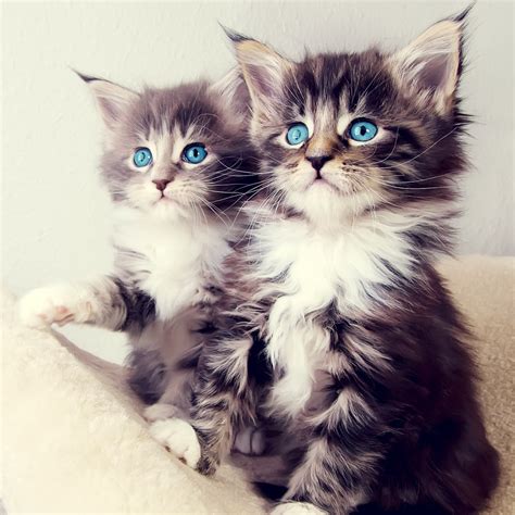 🔥 50 Cute Cat Wallpapers For Ipad Wallpapersafari