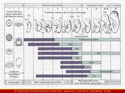 FETAL GROWTH AND DEVELOPMENT AND THE EFFECTS OF TERATOGENS