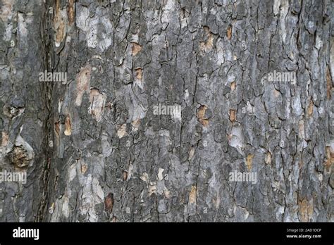 Acer Pseudoplatanus Hi Res Stock Photography And Images Alamy