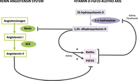 Klotho Fibroblast Growth Factor 23 Fgf23 Vitamin D And