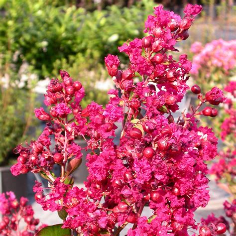 Lagerstroemia Indica Nana Petite Red Vendita Piante Online