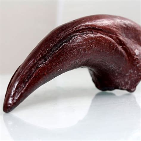 Allosaurus Toe Claw Premium Series Fossil Replica