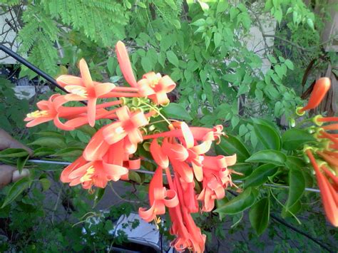 My Photography జిల్లేడు చెట్టు Jilledu Chettu Crown Flower Tree