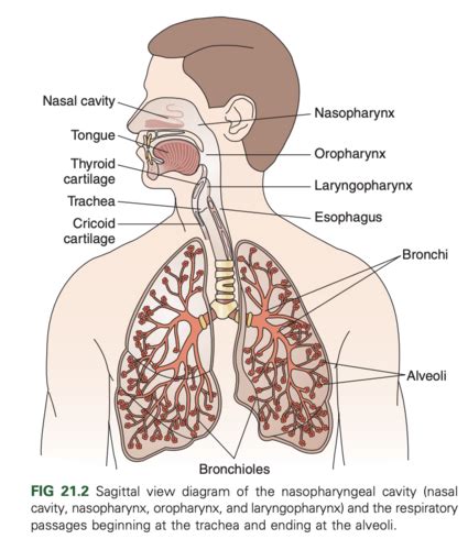 NSG 557 Respiratory Flashcards Quizlet