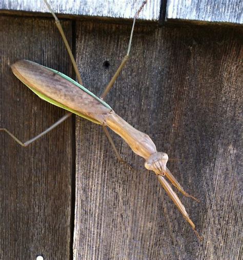 Chinese Mantid Tenodera Sinensis Bugguide Net