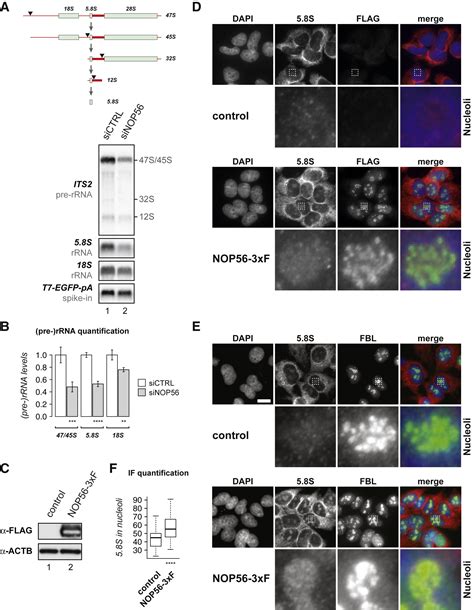 Box C D SnoRNP Autoregulation By A Cis Acting SnoRNA In The NOP56 Pre