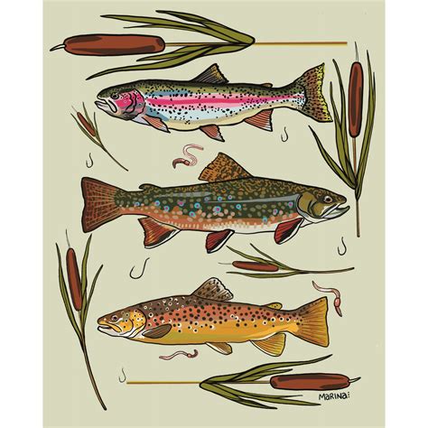 Trout Species Art Print: Rainbow, Brook, Brown Trout Illustration