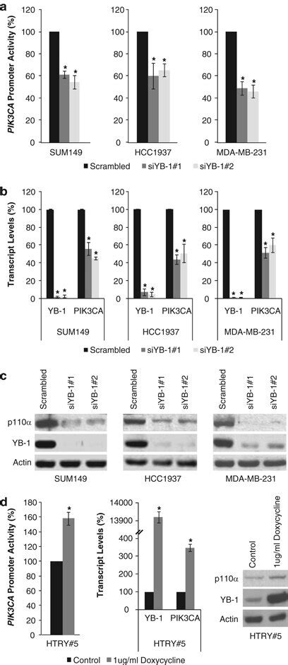 Y Box Binding Protein 1 YB 1 Induces The PIK3CA Promoter A SUM149