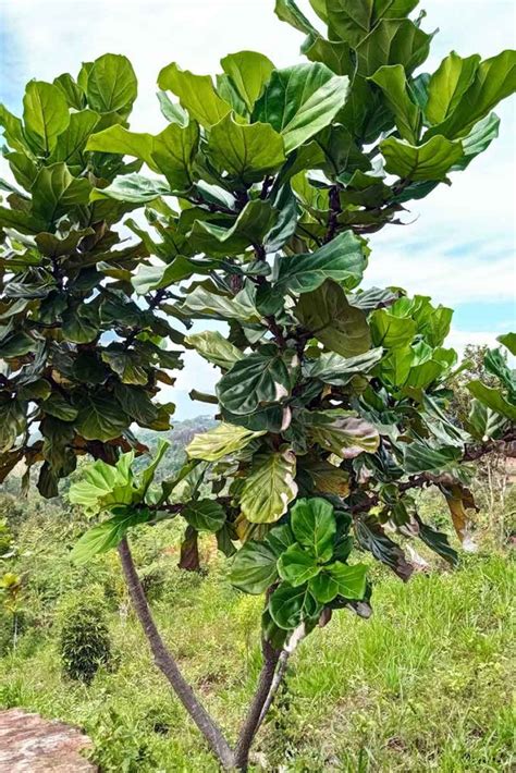 How to Grow and Care for Fiddle-Leaf Fig (Ficus lyrata)