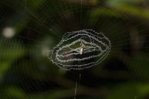 Orb-weaving Spiders in Art and Imagination