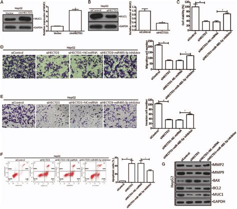 CircHECTD1 Positively Regulates MUC1 By Sponging MiR 485 5p A MUC1