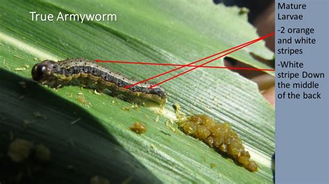 True Armyworm Aka Common Armyworm Pseudaletia Unipuncta In Field Corn New York State Ipm