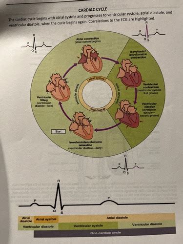 Cardiac Cycle Flashcards Quizlet