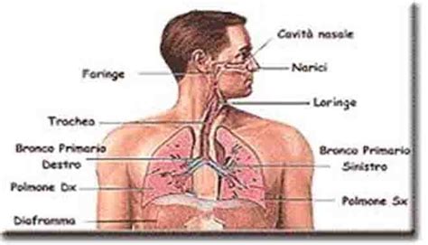 Dibujos Del Sistema Respiratorio Porn Sex Picture