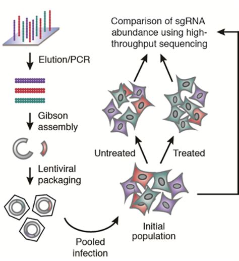 Figure From Large Scale Single Guide Rna Library Construction And Use