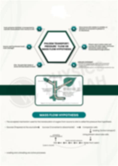 Solution Transport In Plants Mind Maps Studypool