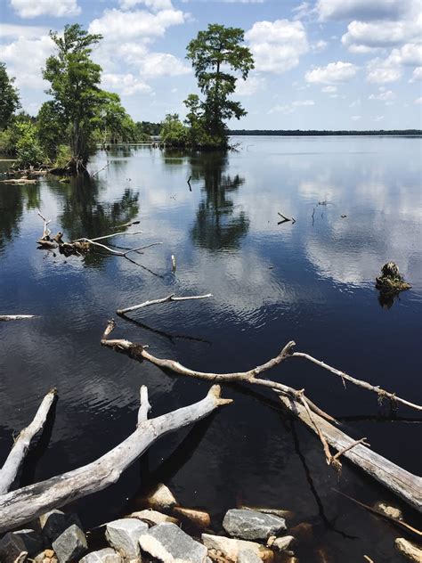 How To Visit The Great Dismal Swamp In Virginia Tips