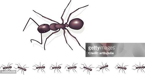 92 Ants Marching Stock Photos, High-Res Pictures, and Images - Getty Images