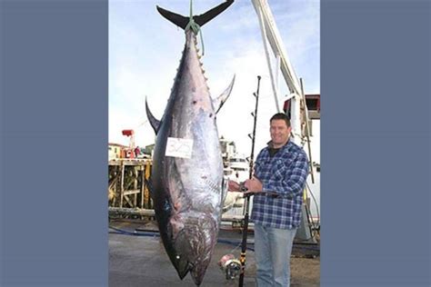 Bluefin Pacific Bluefin Tuna A Possible World Record