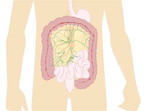 Mesentery: Definition, Picture, Anatomy, and Function | Superior ...