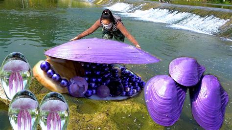 The Giant Purple Clam Has Nurtured Charming And Precious Purple Pearls