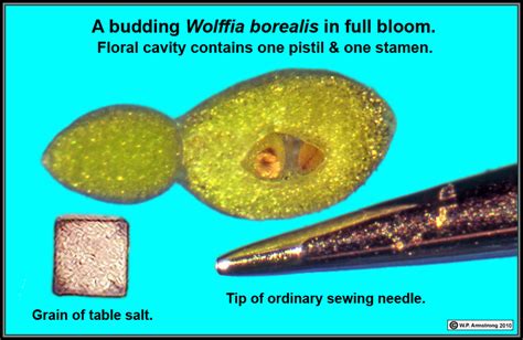 WORLD'S SMALLEST FLOWERING PLANT in 2022 | Small flowering plants ...