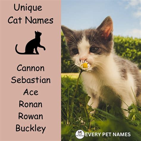 200+ best Cat names (cute, cool and funny) - Every Pet Names