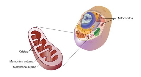 Mitocondria