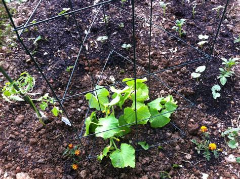 Bush Pickle Cucumber Growing In My Gardengrowing In My Garden