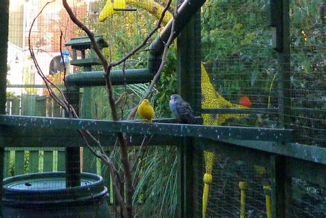 Keeping Different Birds Together Keeping Pet Finches