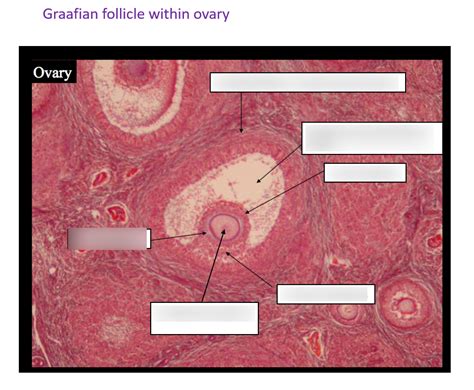 Graafian Follicle Within Ovary Diagram Quizlet