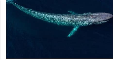 Quora Why Do Sharks Leave Blue Whales Alone Couldn T They Just Bite Off Some Parts From The